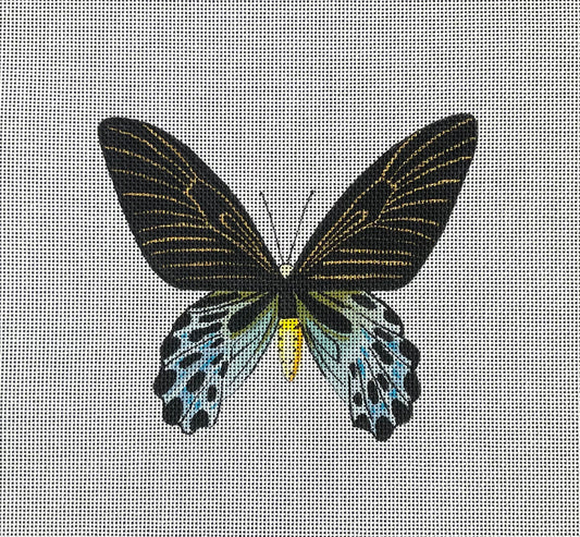 Butterfly 2 Canvas